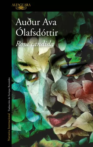 ROSA CANDIDA